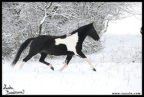 II. Foto od Zuzany Buráňové 2010