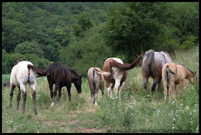 červen 2012 (20)