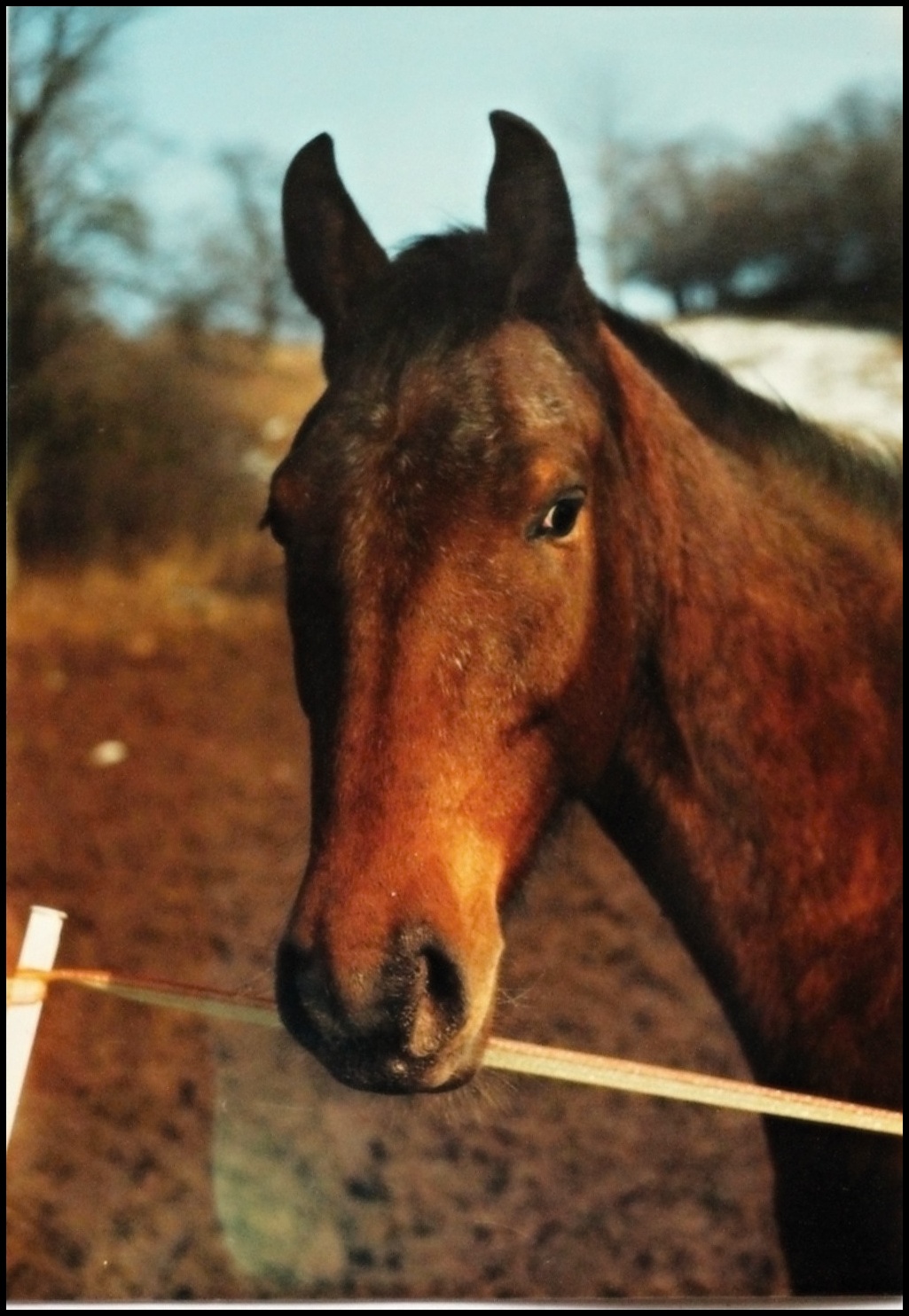 Typická snowflake maskovaná za hnědáka - zima 1998