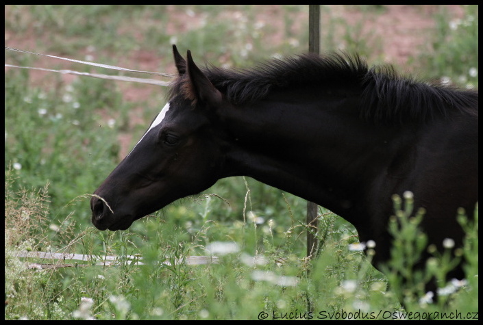 červen 2012 (21)