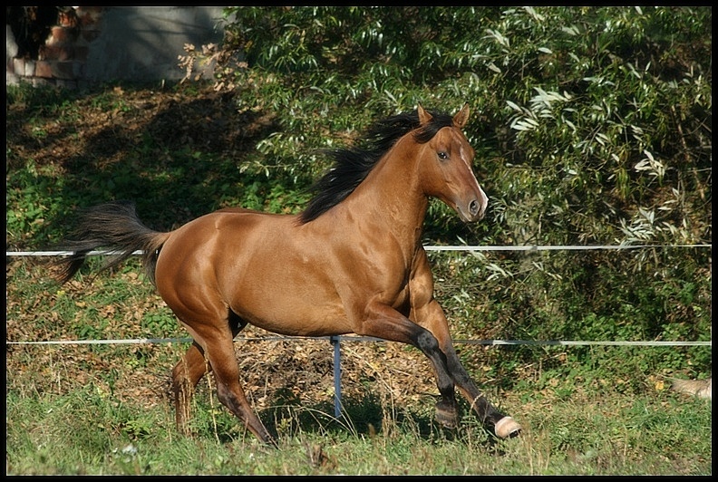 IV. Foto od Zuzany Buráňové 2008