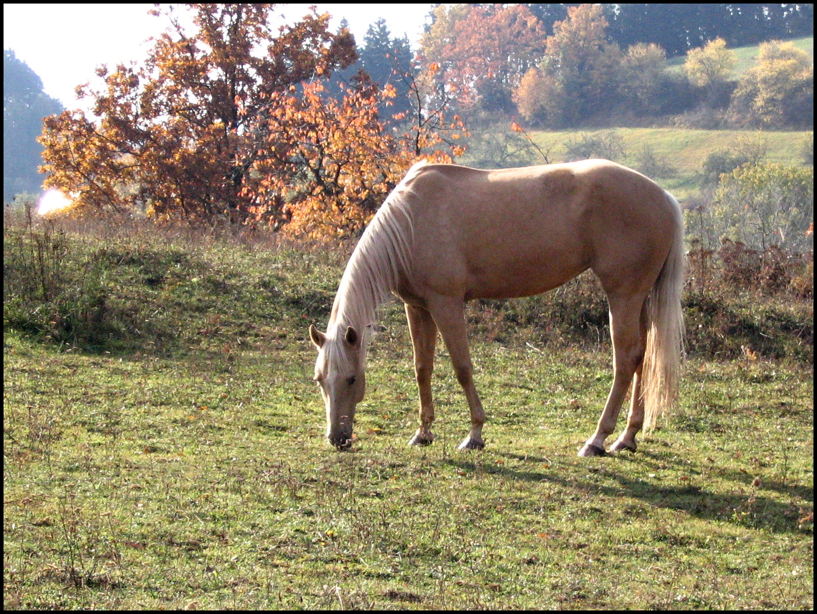 QH klisna Luna v tréninku