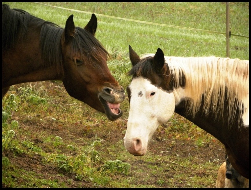 Benjiho úsměv:)