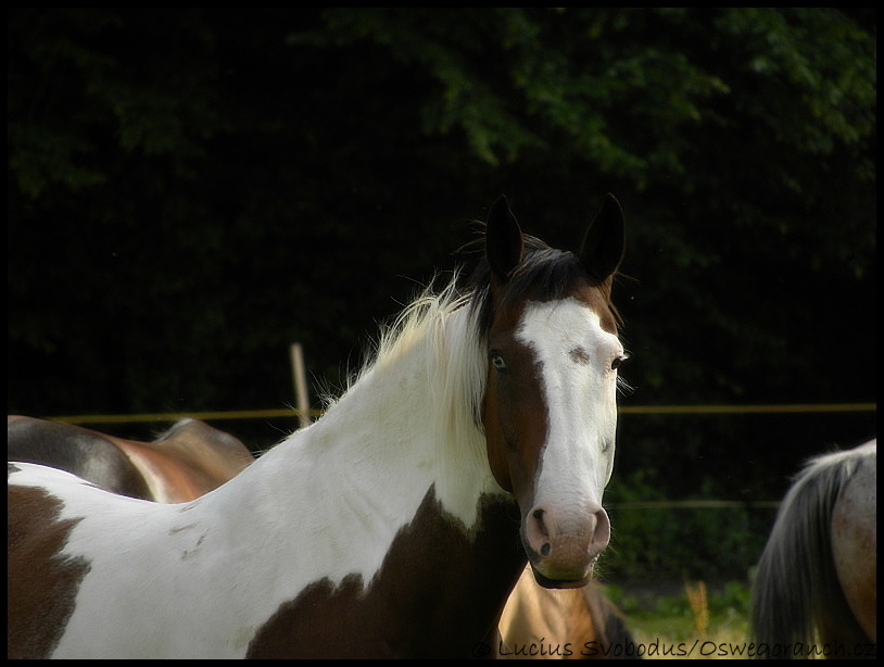 Léto 2011