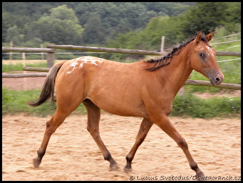 Léto 2011