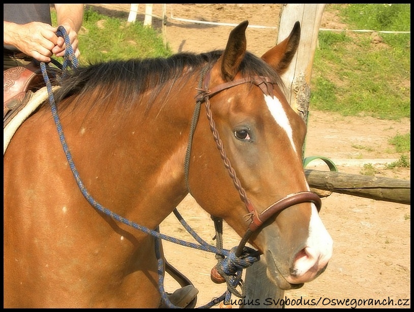 Také bosal mi není cizí - léto 2009