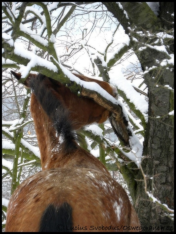 Jedna zimní 6.1.2011