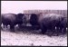 Dospělí bizoni na trénink