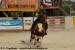 Calf roping